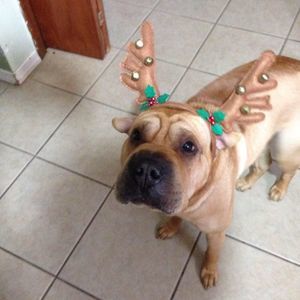 Meet your Posher, Gladys